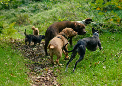 pack of dogs on a woodland trail