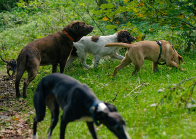 dogs can smell something