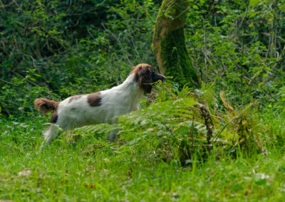 springer spaniel looking into thick vegetation