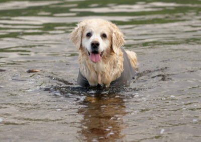 old Golden Retriever standing in river clyde