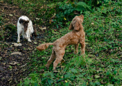 cockapoo can smell something in the air