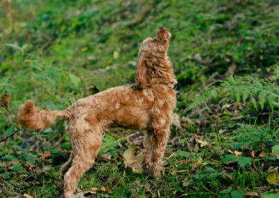 cockapoo looking straight up into the trees