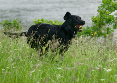 Black Labrador running through long grass