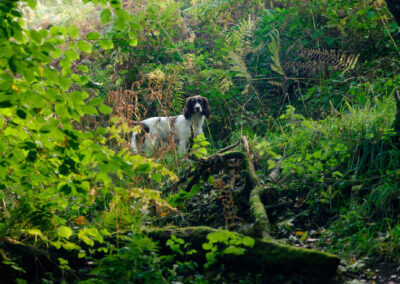springer spaniel in a wood surrounded by vegetation