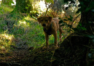 puppy in the shade