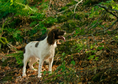 white and liver english springer spaniel in the woods