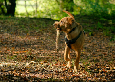 red fox labrador puppy with a big stick