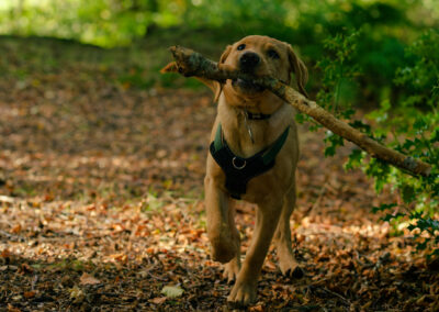 labrador puppy running with a big stick