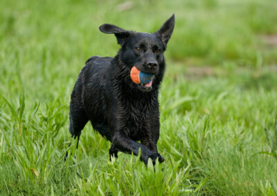 action shot of a black labrador running on grass