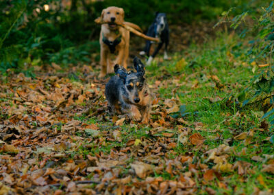 small dachshund running