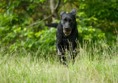 Action photo of a Black Labrador running towards camera