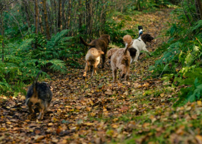 walking 6 dogs at finlaystone