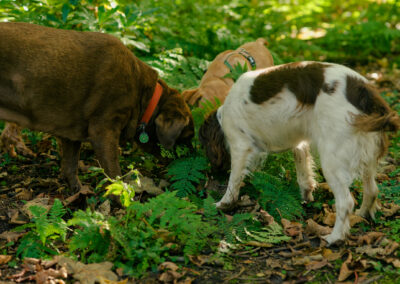 three dogs smelling the same thing