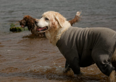 Two dogs in the river clyde