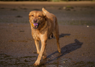 red fox labrador on a sandy beach