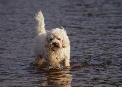white cockapoo in a river
