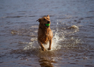 red fox Labrador running out of a river with a ball