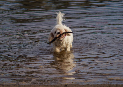 white cockapoo retrieving a stick from the river
