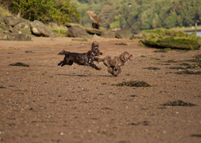 cocker spaniel and cockapoo running on a sandy beach