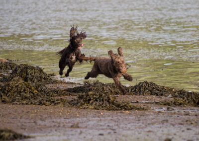 action shot of a cocker spaniel and cockapoo on a sandy beach
