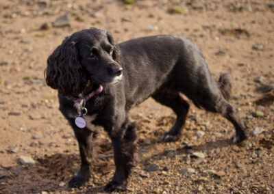 black and white sprocker