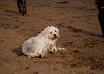 white cockapoo laying on a sandy beach