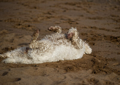 white cockapoo rolling in sand on the beach