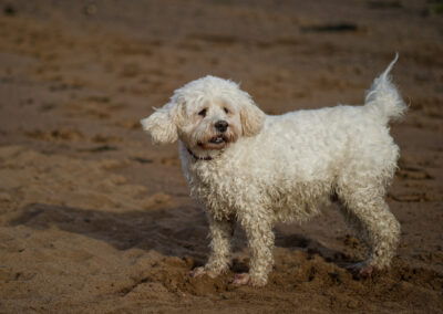 white cockapoo on a sandy beach