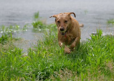Red Fox Labrador running in grass at edge of river