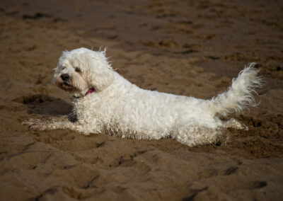 dog rubbing belly in the sand