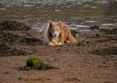 border collie laying down with a ball