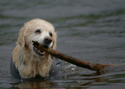 Old Golden Retriever with stick standing in a river