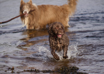 cockapoo running in a river