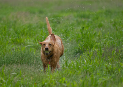 Red Fox Labrador running in long grass
