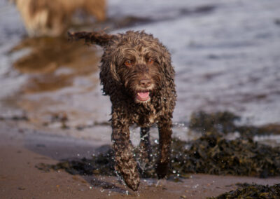happy cockapoo on a sunny day at the beach