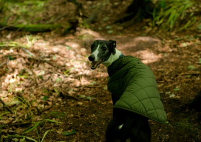 Whippet wearing a jacket in the woods