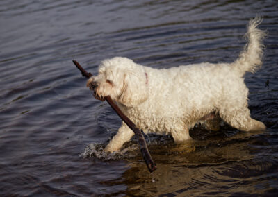 white cockapoo carrying a stick
