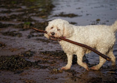 White cockapoo carrying a long stick on the beach