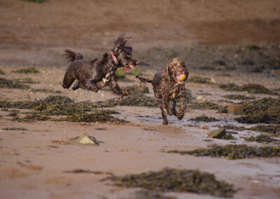 cocker spaniel and cockapoo running on the beach