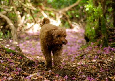Cockapoo in the woods