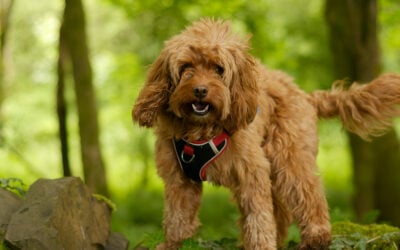 Apricot Cockapoo standing on an old wall in a woodland