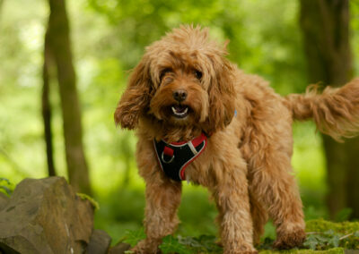 Apricot Cockapoo standing on an old wall in a woodland