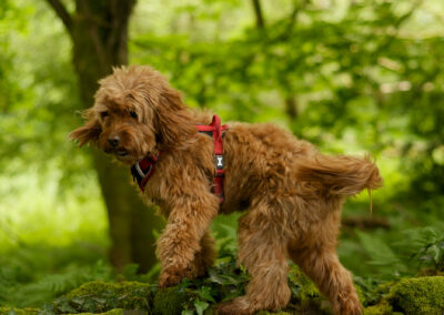 cute apricot cockapoo