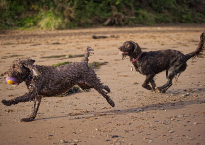 two dogs running past on the beach
