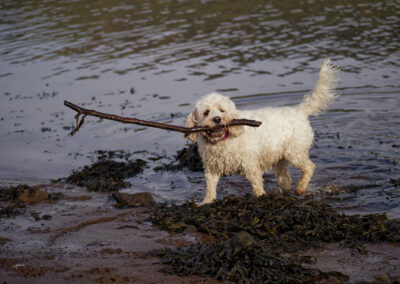 cockapoo carrying a long stick