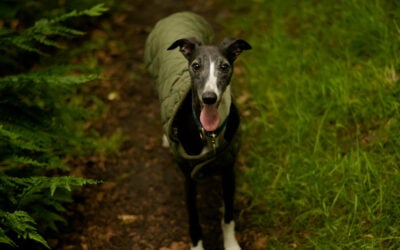 Whippet wearing a rain jacket