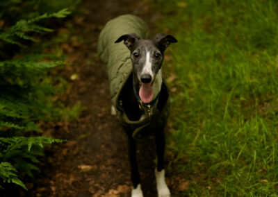 Whippet wearing a rain jacket