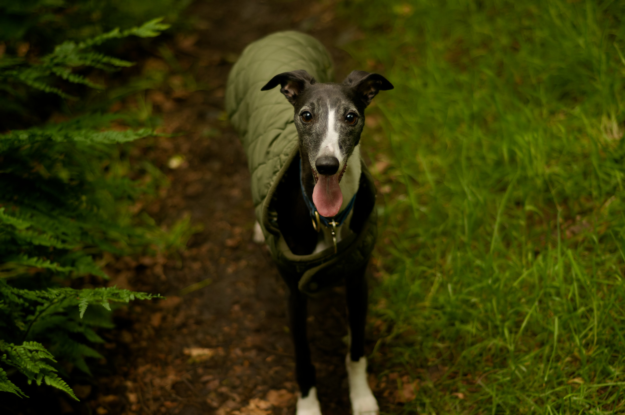 Whippet wearing a rain jacket
