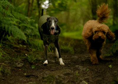 Whippet and Cockapoo running in the woods
