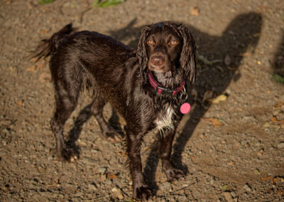 dog in sunlight